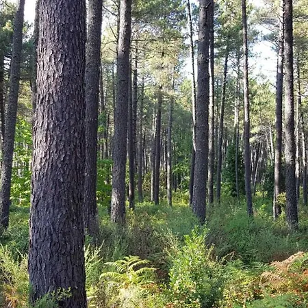 - Piscine - Ef0aae Porto-Vecchio (Corsica)